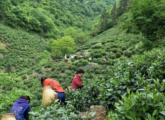 乐山市农业农村局全力支持高山黄大茶特色产业发展